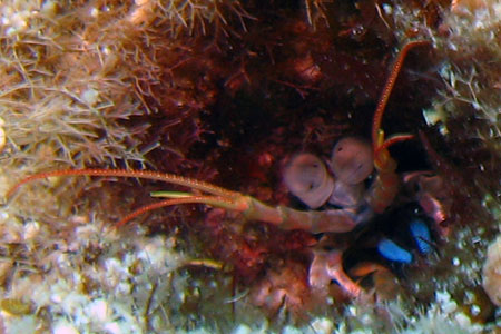<a href='index.html'>Malapascua</a>, <a href='../index.html'>Philippines</a>