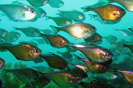 <a href='index.html'>Malapascua</a>, <a href='../index.html'>Philippines</a>