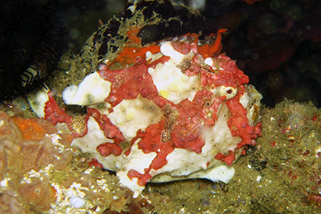 <a href='index.html'>Malapascua</a>, <a href='../index.html'>Philippines</a>