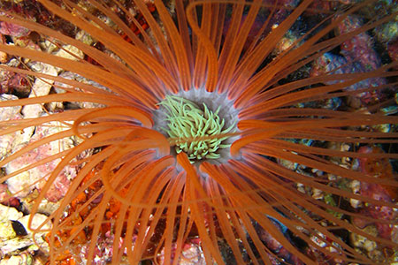 <a href='index.html'>Malapascua</a>, <a href='../index.html'>Philippines</a>