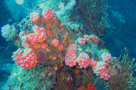 <a href='index.html'>Malapascua</a>, <a href='../index.html'>Philippines</a>
