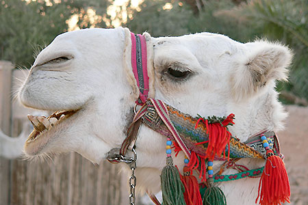 <a href='index.html'>Palmyra</a>, <a href='../index.html'>Syria</a>