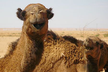 <a href='index.html'>Palmyra</a>, <a href='../index.html'>Syria</a>